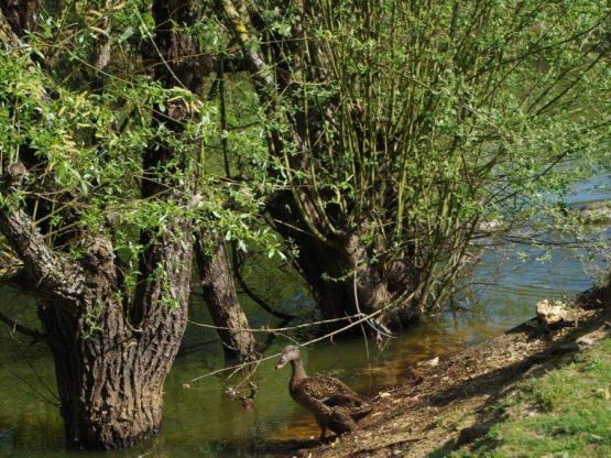 Mobilhome Grand Confort 3 habitaciones