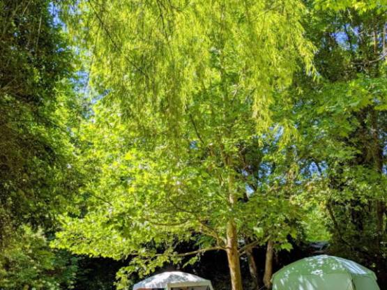 Parcela Confort (tienda, caravana, autocaravana / 1 coche / Electricidad 6A)