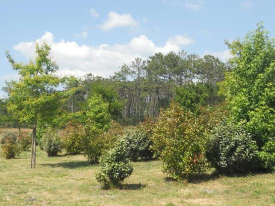 Emplacement Camping (2 personnes + véhicule + Elecricité)