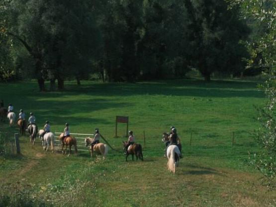 Curso de Ecuestre (10-19 años) - Semana Completa - Todos los Niveles -