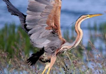 Camping La Presqu'île de Champaubert