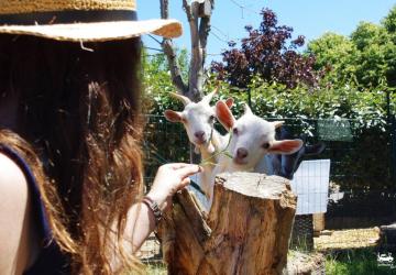 Camping La Ferme de Lann Hoedic