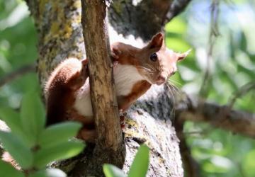 Camping Le Moulin à Vent