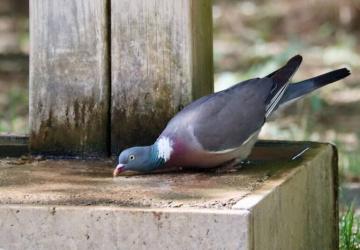 Camping Le Moulin à Vent